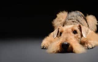 caramel and brown schnauzer dog laying down dog walker