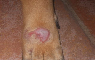 Dog with Hot Spot