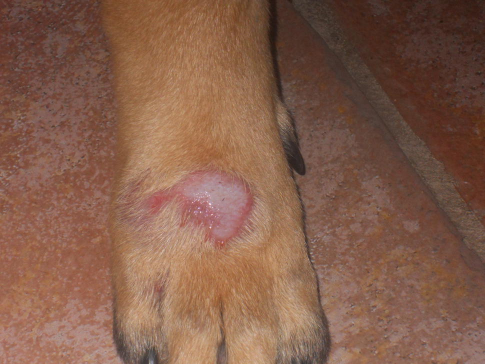 Dog with Hot Spot