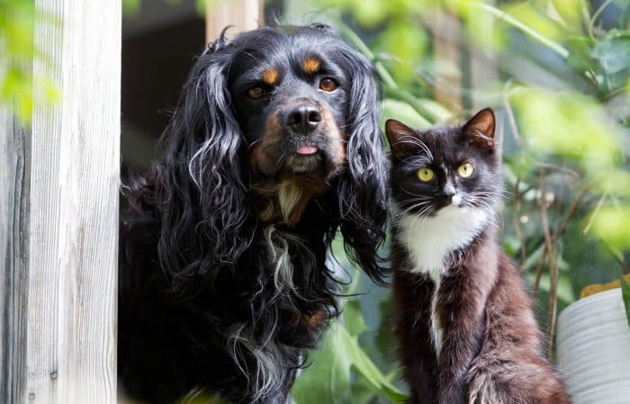 Black and caramel cocker spaniel with black and white kitten posing together natural dog food