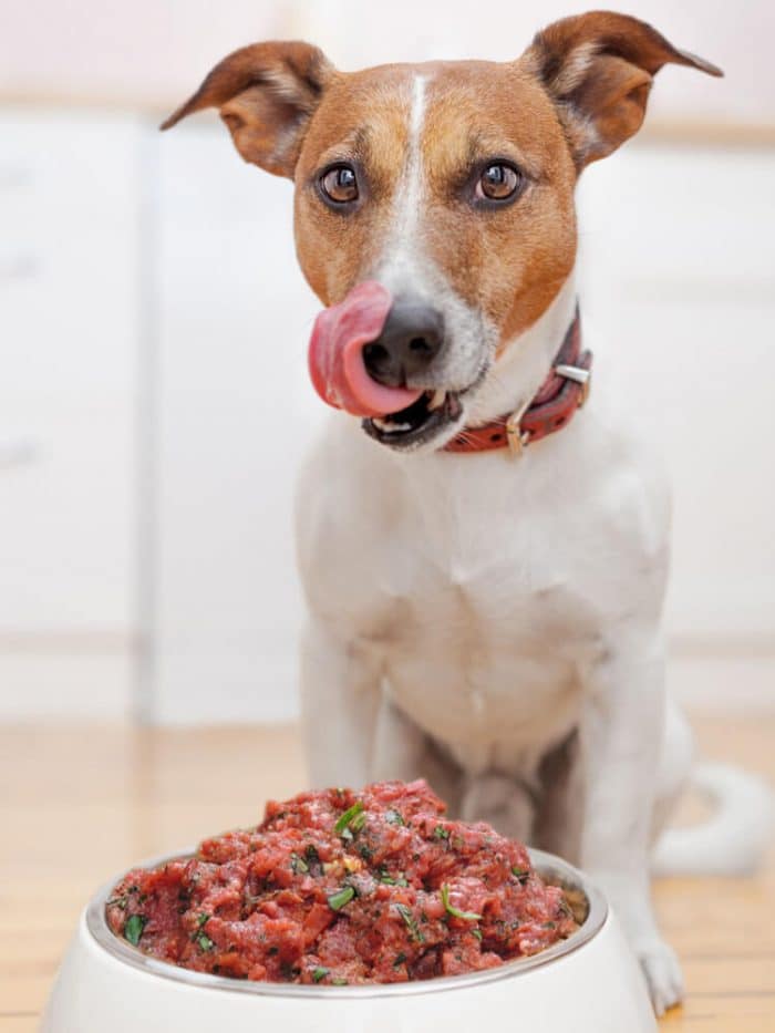 Photograph of a jack russell licking his lips over a bowl of Drool Pet Co. Raw Dog Food Beef and vegetables 500g