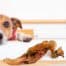 Photograph of a Jack Russell on a table looking at a beef tendons for dogs