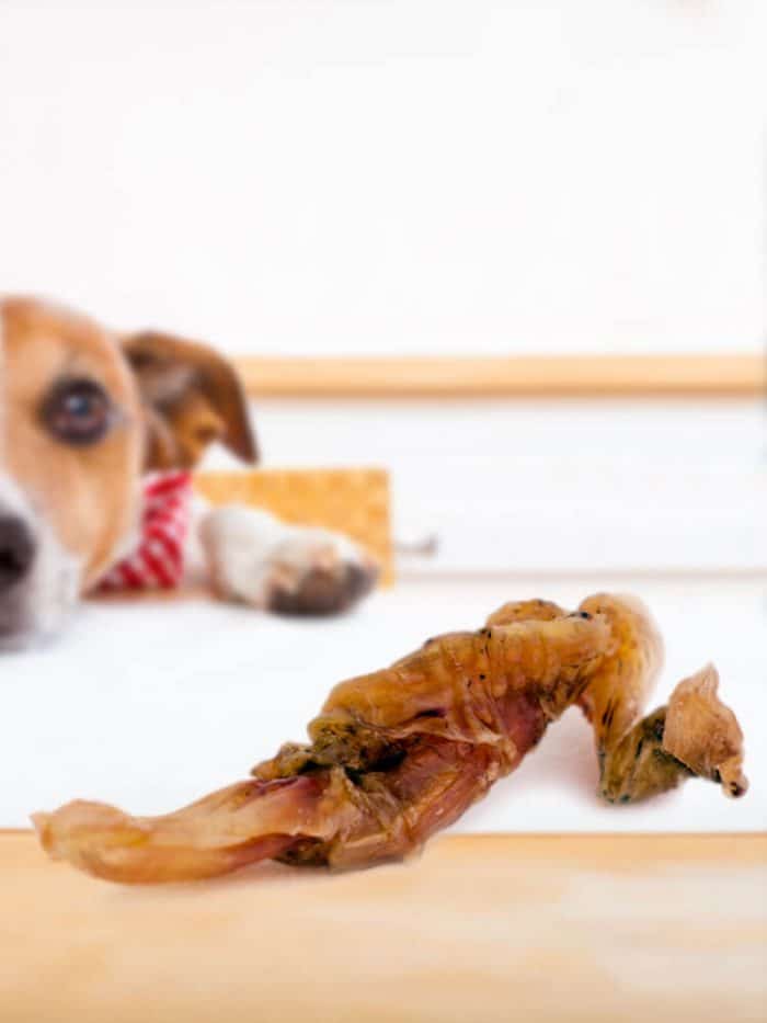 Photograph of a Jack Russell on a table looking at a beef tendons for dogs