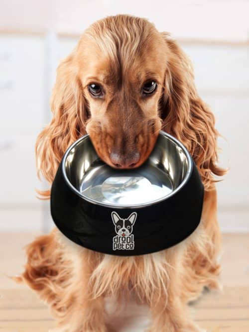 dog with bowl dog treats