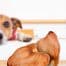 Photograph of a Jack Russell on a table looking at a pigs ears for dogs