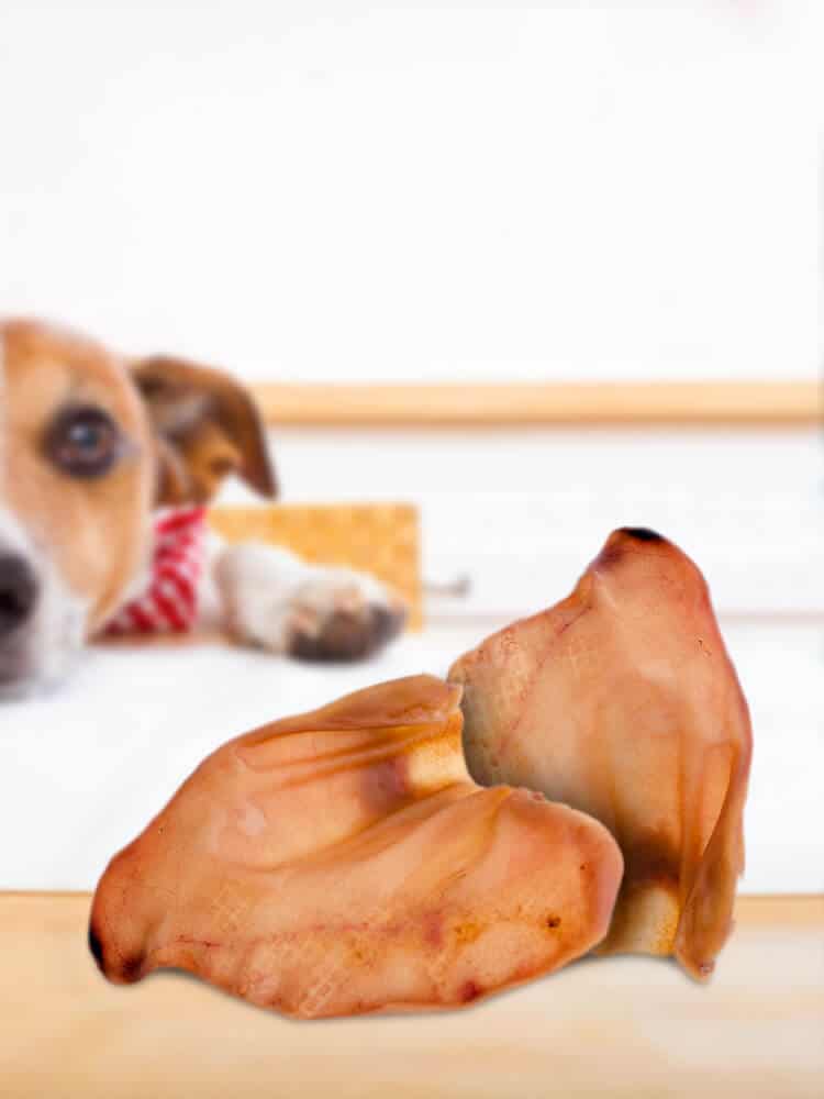 Quality Dog Chews 100% Natural Pork Ears Full of Protein for Your Pet 50 Count 123 Treats Pig Ears for Dogs 