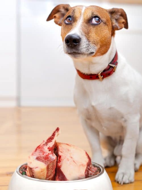 Photograph of a jack russell sitting behind a dog bow filled with raw dog food with brisket bones on top