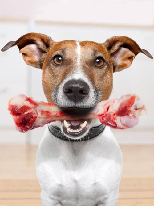 Photograph of a Jack Russel holding a lamb leg bone in her mouth.