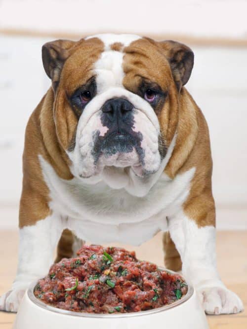 Photograph of an english bulldog standing over a bowl of Drool Pet Co. Kangaroo Raw Dog Food and vegetables 500g