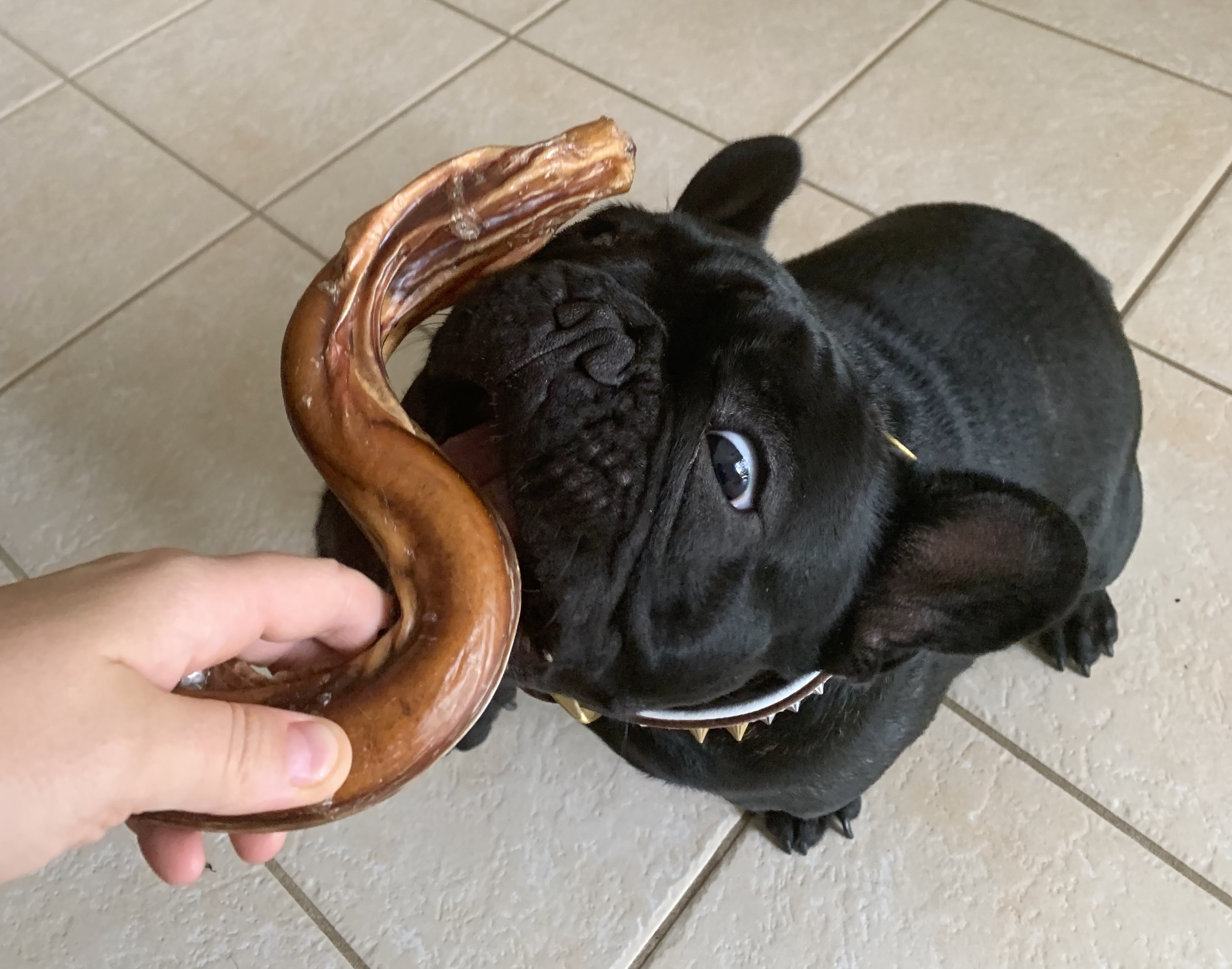 french bulldog sniffing a dog treat