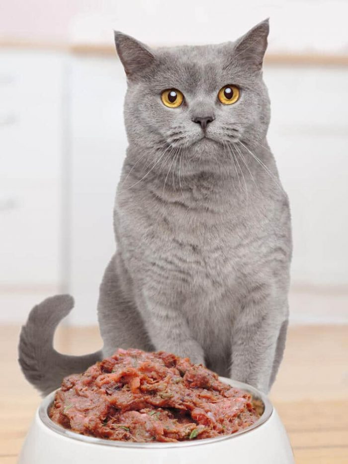 Photograph of a Russian Blue cat sitting over a bowl of Drool pet Co. Raw Cat food beef & kangaroo 200g