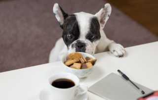 dog looking at chocolate biscuits