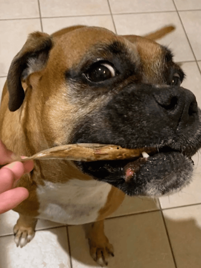 fish jerky for dogs