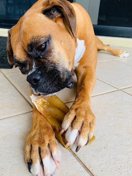 Photograph of a boxer dog chewing on a cow ears for dogs.
