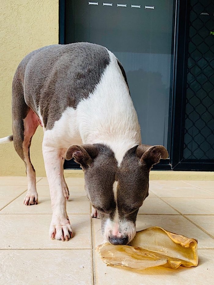 Photograph of an american staffy eating a beef ear.