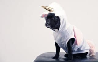 small black french bulldog in unicorn costume