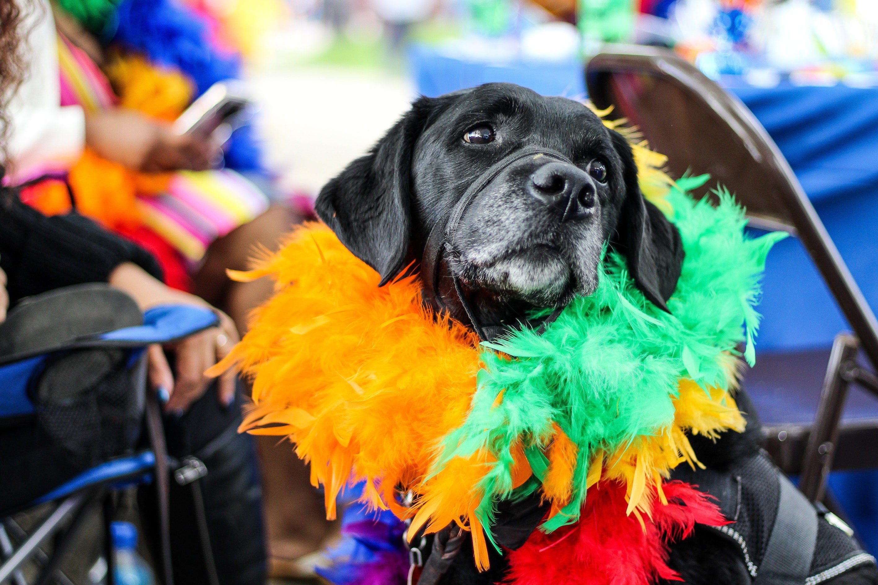 black dog wearing a colourful feather boa