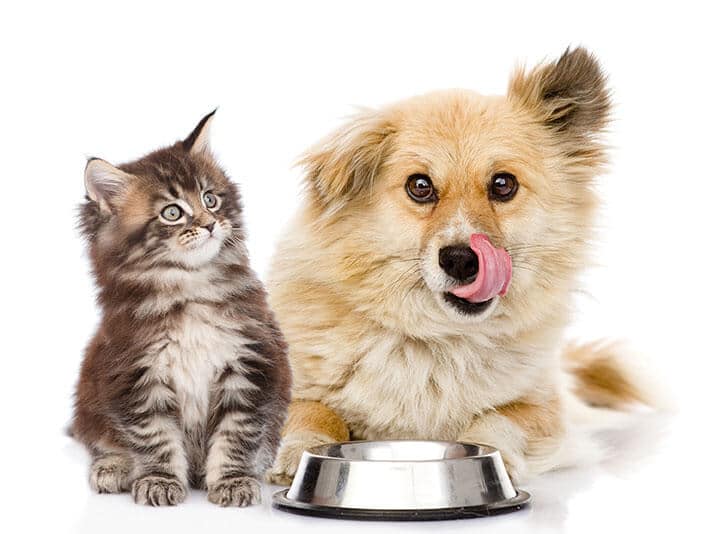 Photograph of a cat and dog eating Drool Pet Co raw pet food on white background