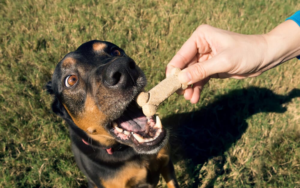 Dog eating a natural pet treat to relieve allergies