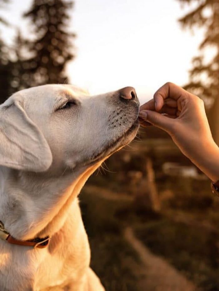Drool Pet Co. Tough Chew pack. Photograph of a labrador dog receiving a treat