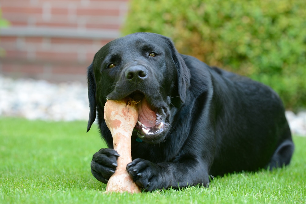 Black Labrador chewing on naturally dehydrated dog bone