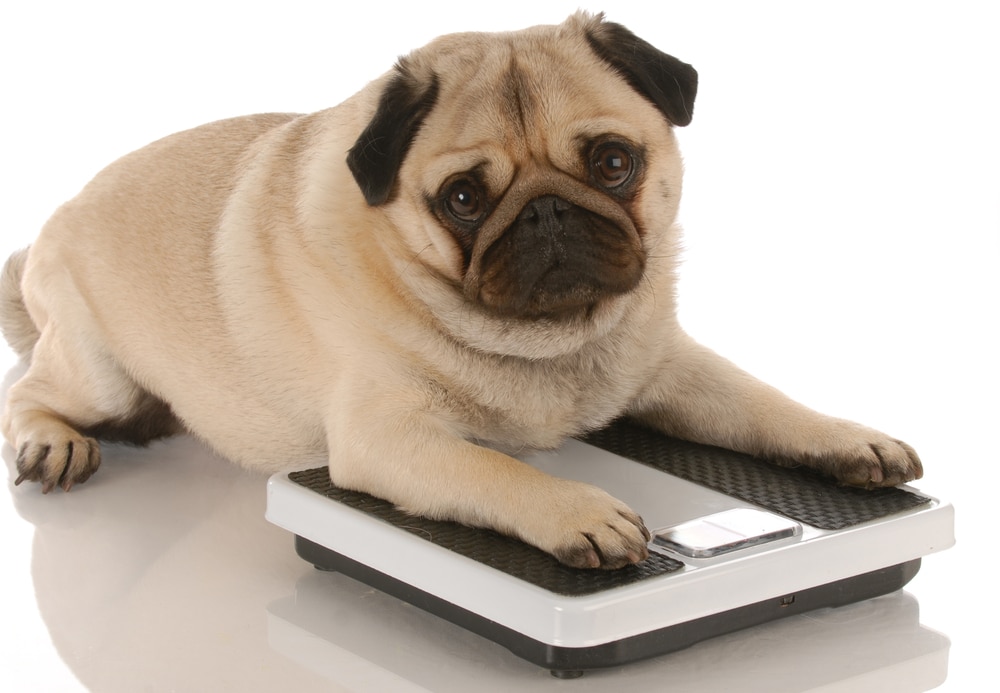 Fat Pug Sits on Scales