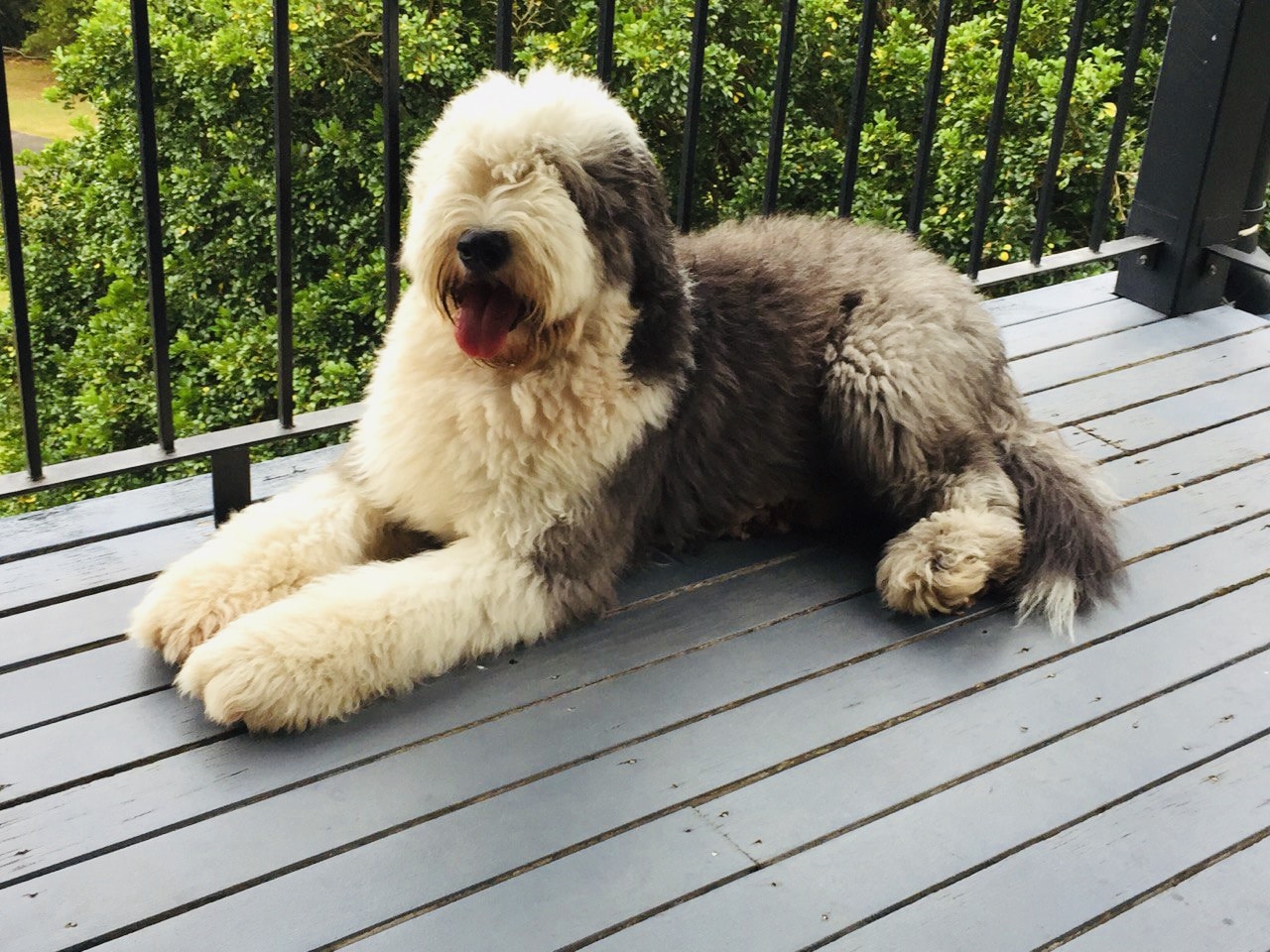 why is jerky bad for a bearded collie