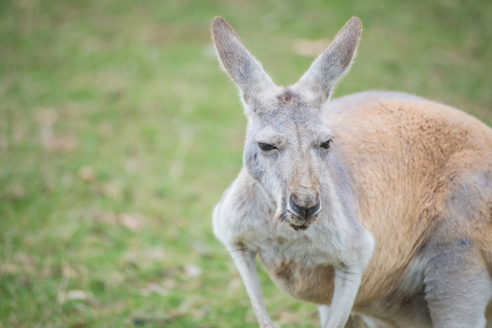 Australian Kangaroo In The Grass