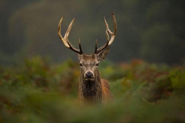 Benefits of Deer Antlers for Dogs - Drool Pet Co.