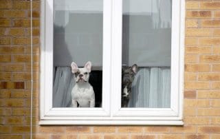 two dogs watching from a window
