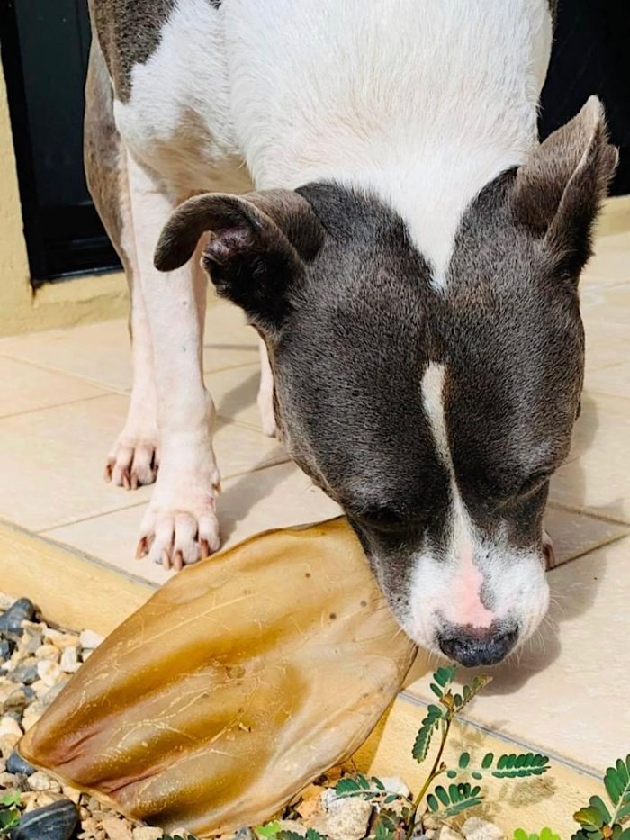 Photograph of a blue and white american staffy (Roxy) eating a Drool Pet Co. dried cow ear.