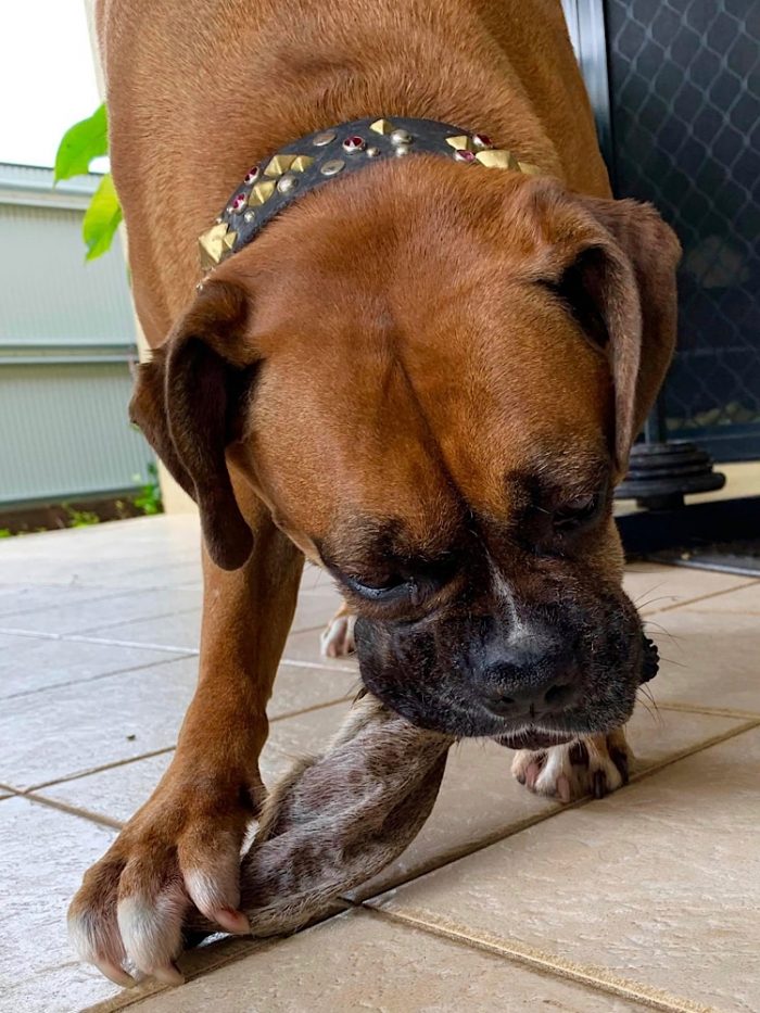 photograph of a boxer dog eating a dehydrated hairy cow ear.