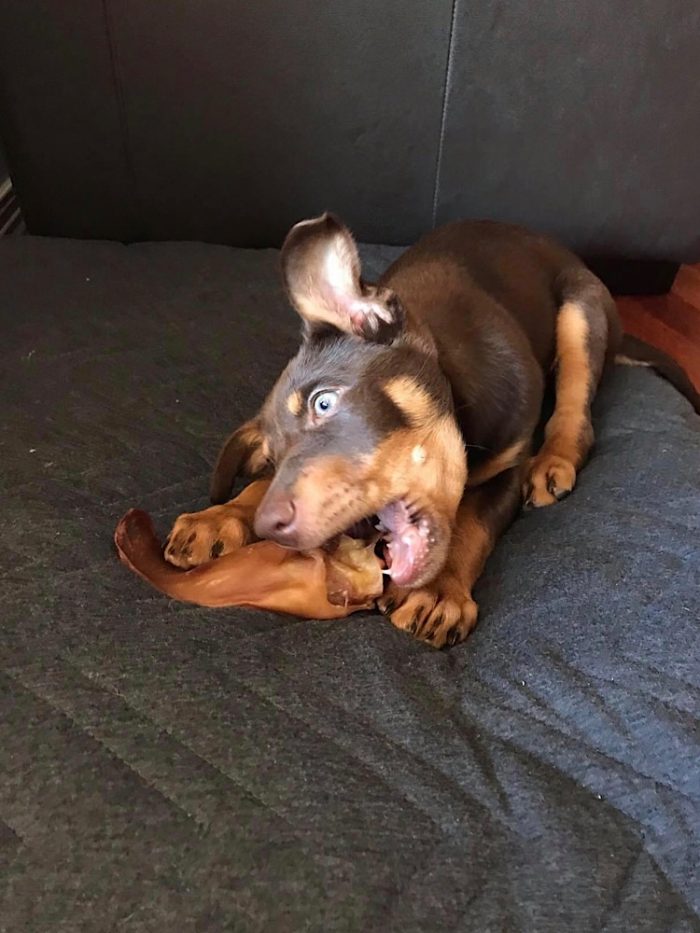 Photograph of a kelpie puppy eating a dried pig ear dog treat