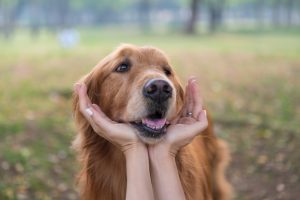 Chicken jerky for dogs