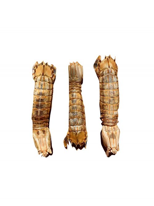 Photograph of a Drool Pet Co. dehydrated mantis shrimp on a white background.