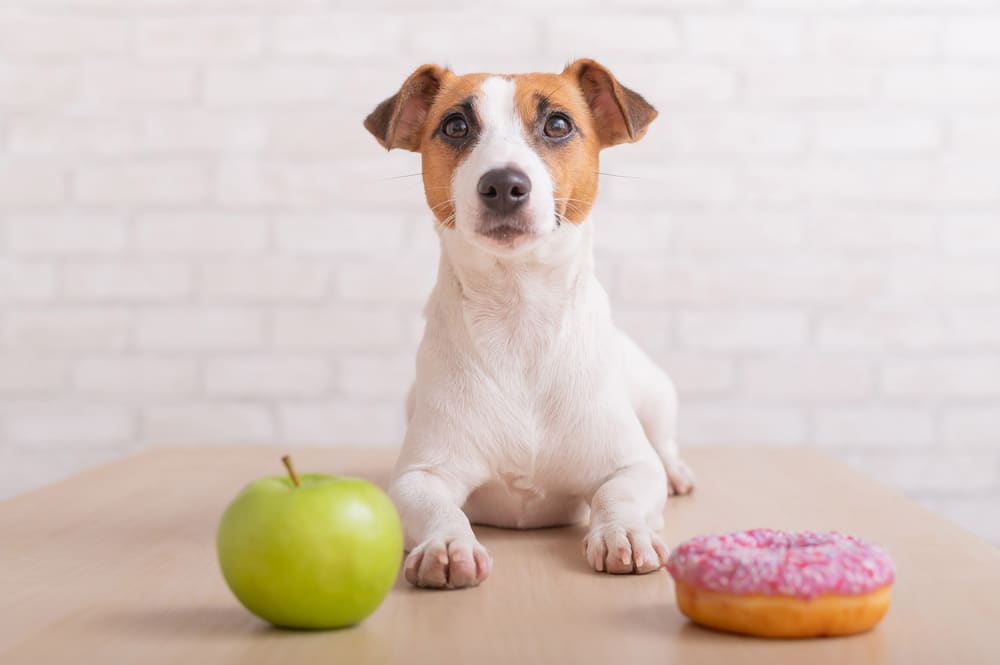 dog with donut and apple