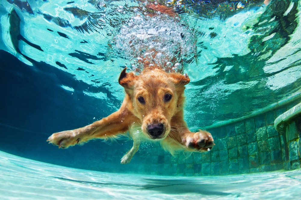 Underwater,Funny,Photo,Of,Golden,Labrador,Retriever,Puppy,In,Swimming ...